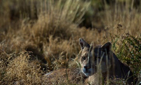 Puma in Torres del Paine