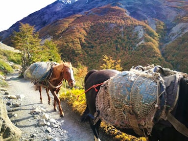 Two horses loaded up with treking gear on a mountain path on the W Trek in Torres del Paine National Park. Torres del Paine Hike, Chile