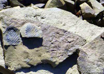 Fossilised Forest, Patgonia, Chile