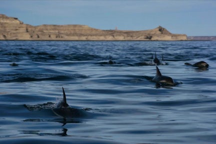Marine Animals of Patagonia | Swoop Patagonia Marine Animals of Patagonia | Swoop Patagonia