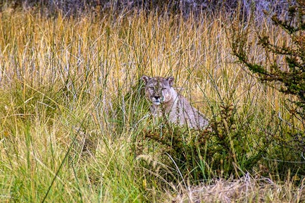 Pumas hike, Patagonia National Park