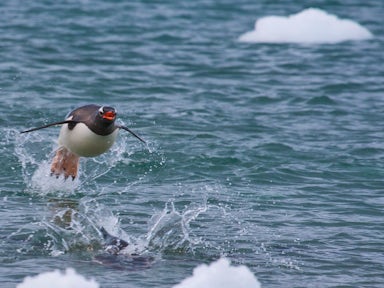 Gentoo penguin