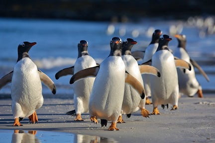 Patagonia Penguins