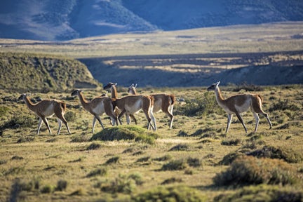 Wildlife Guanacos-Shereen Mroueh