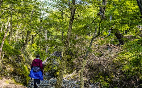 Lenga forest, Torres del Paine, Patagonia, Chile
