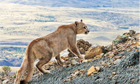 Puma in Torres del Paine, Claudio Vidal, Patagonia, Chile