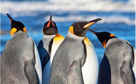 Patagonia Penguins