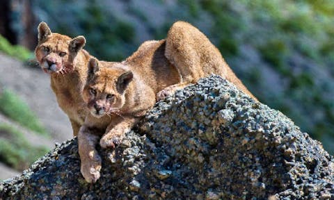 Puma Tracking in Patagonia