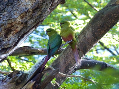 Austral Parakeet