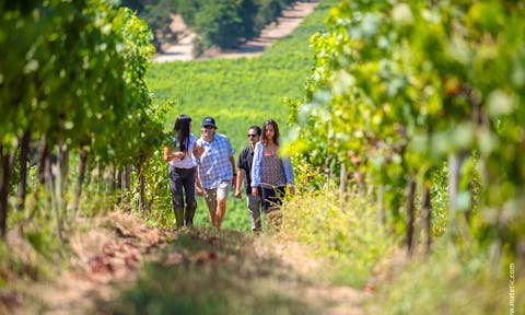 Taking a walking tour of the vineyards at Matetic Vineyard, Chile