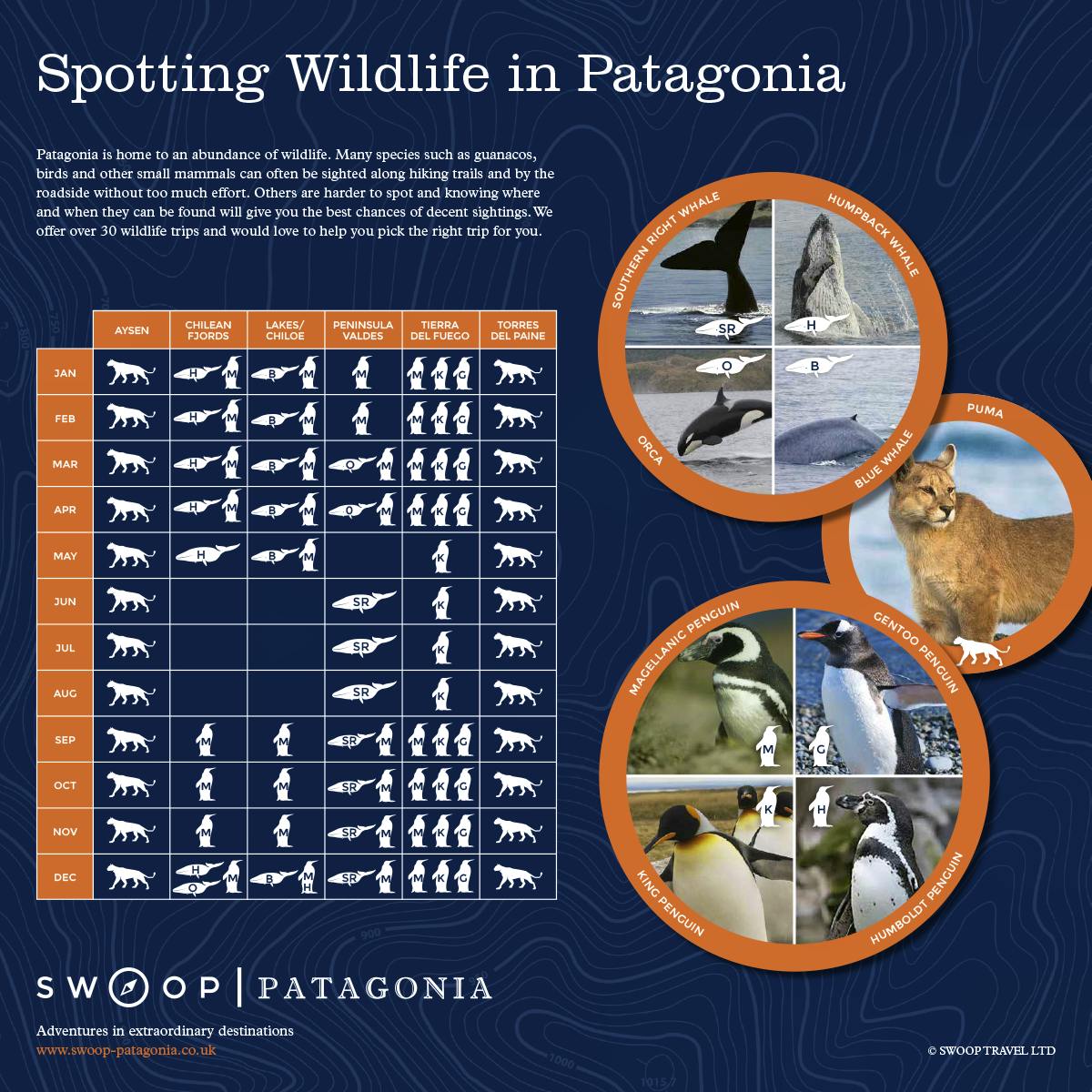 Patagonia Wildlife Guide