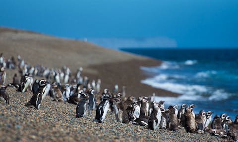 Magellanic penguins on Peninsula Valdes, Patagonia, Argentina