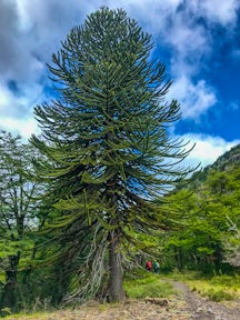 Araucaria tree in Lanín National Park, Argentina