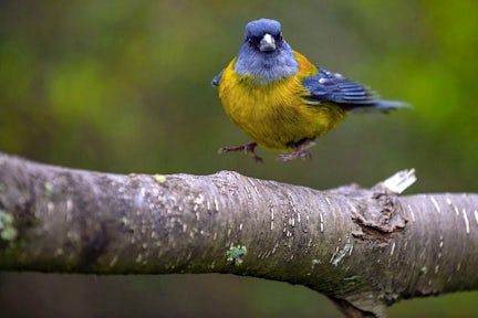 Birdwatching in Torres del Paine, Patagonia, Chile