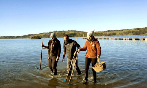 Collecting clams at low tide, Chiloé, Chile