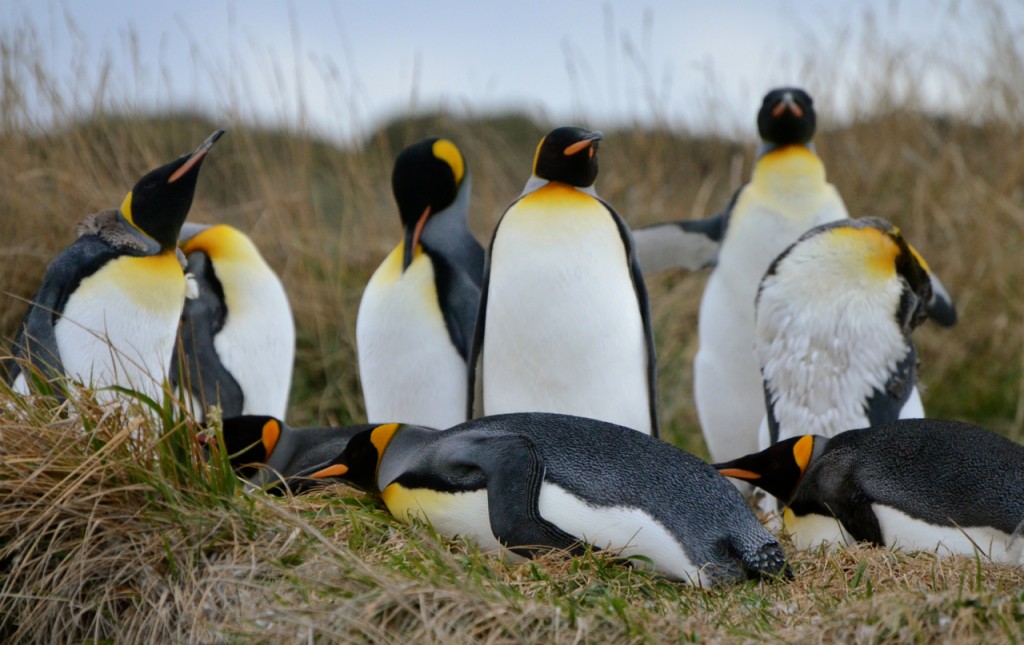 Where to visit in Tierra del Fuego | Swoop Patagonia