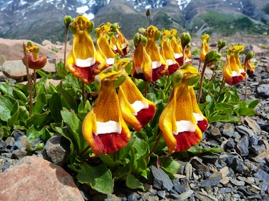Torres del Paine in Spring Ladies Slippers orchid